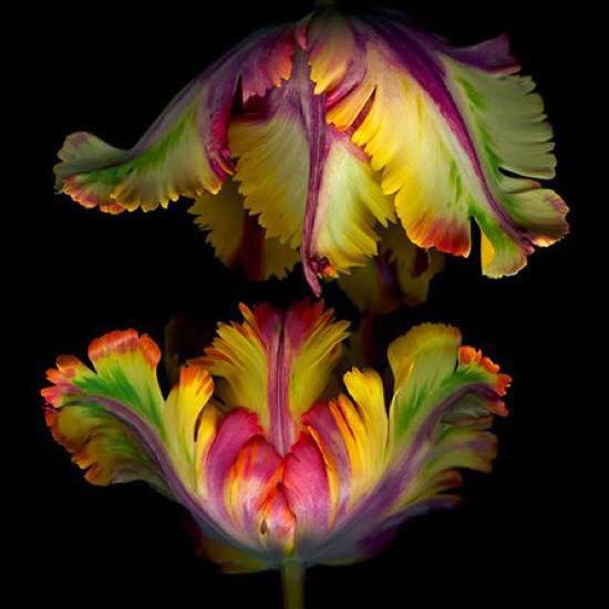 L'AMARYLLIS